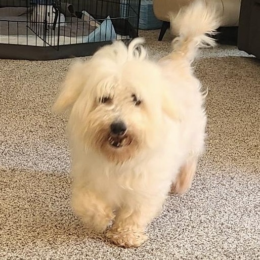 Kindhearted Kimber, a ADOPTABLE Maltipoo in Reston, VA image 2/3