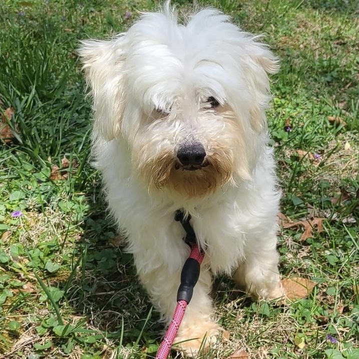 Kindhearted Kimber, a ADOPTABLE Maltipoo in Reston, VA image 1/3