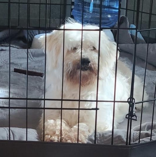 Kindhearted Kimber, a ADOPTABLE Maltipoo in Reston, VA image 3/3