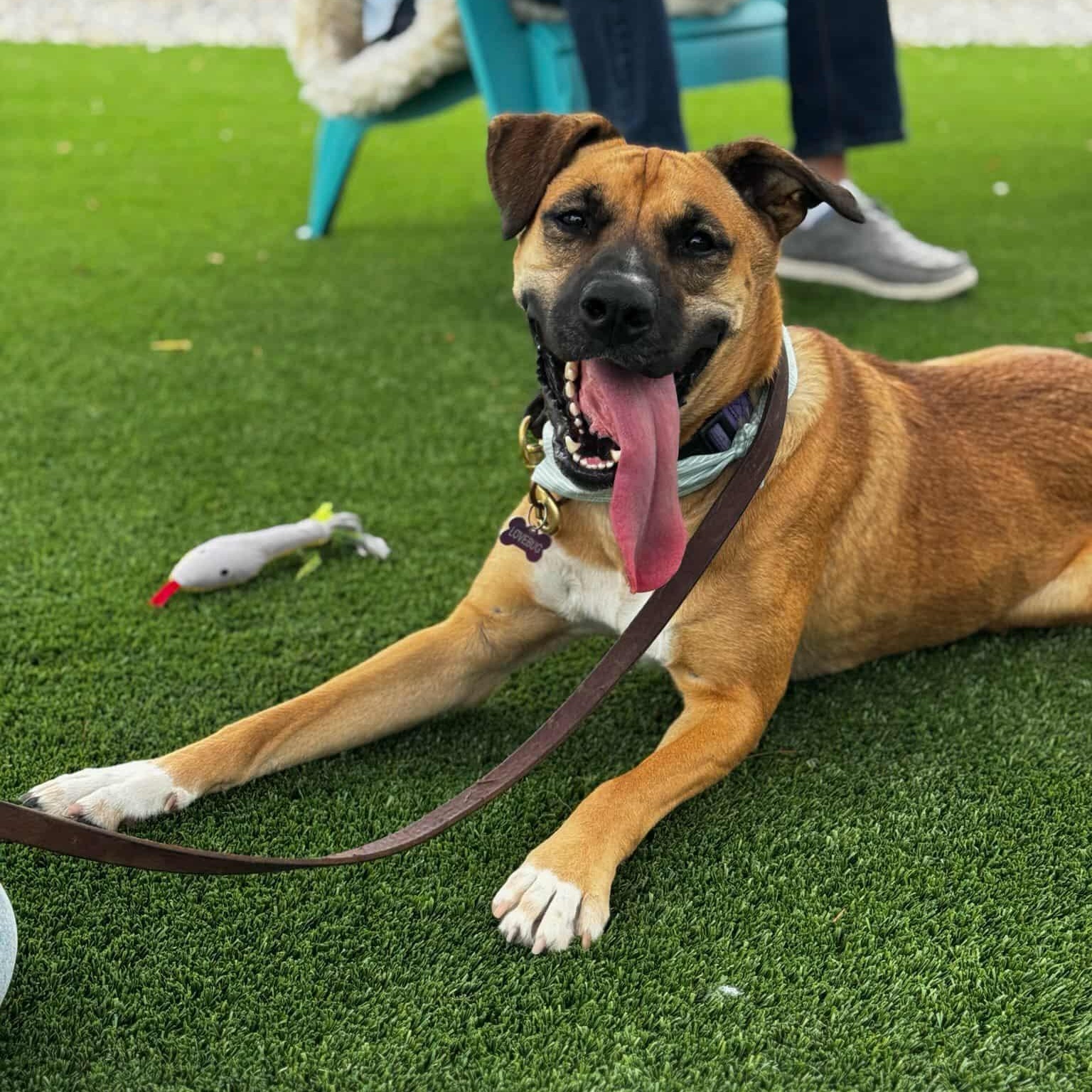 AISHA, Adoptable, Young Female Mixed Breed.