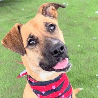 Enlarge AISHA, a Adoptable mixed breed in Loveland, CO image 2/6