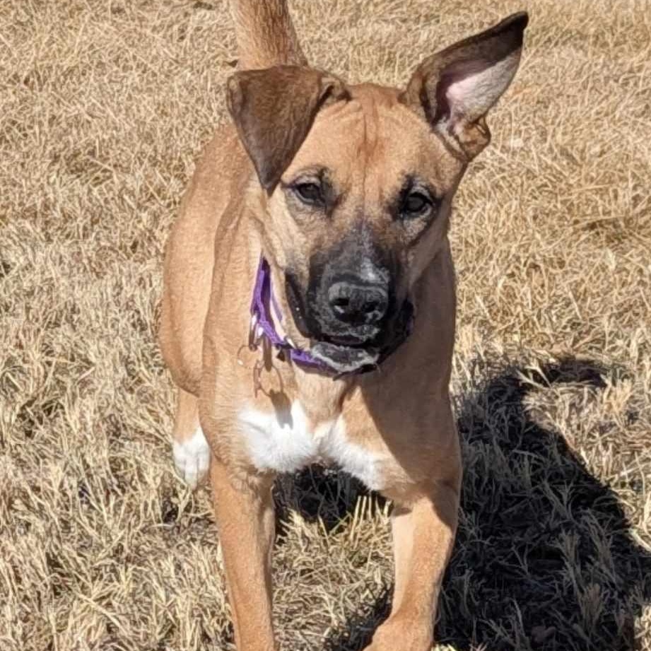 Enlarge AISHA, a Adoptable mixed breed in Loveland, CO image 6/6
