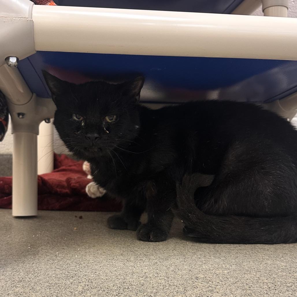 Scrapyard, Adoptable, Adult Male Domestic Short Hair.