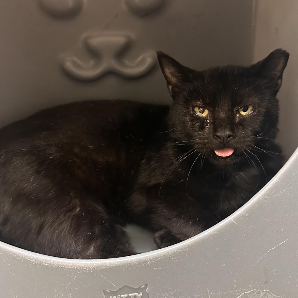 Scrapyard, a Adoptable Domestic Short Hair in Rocky Mount, VA image 2/3