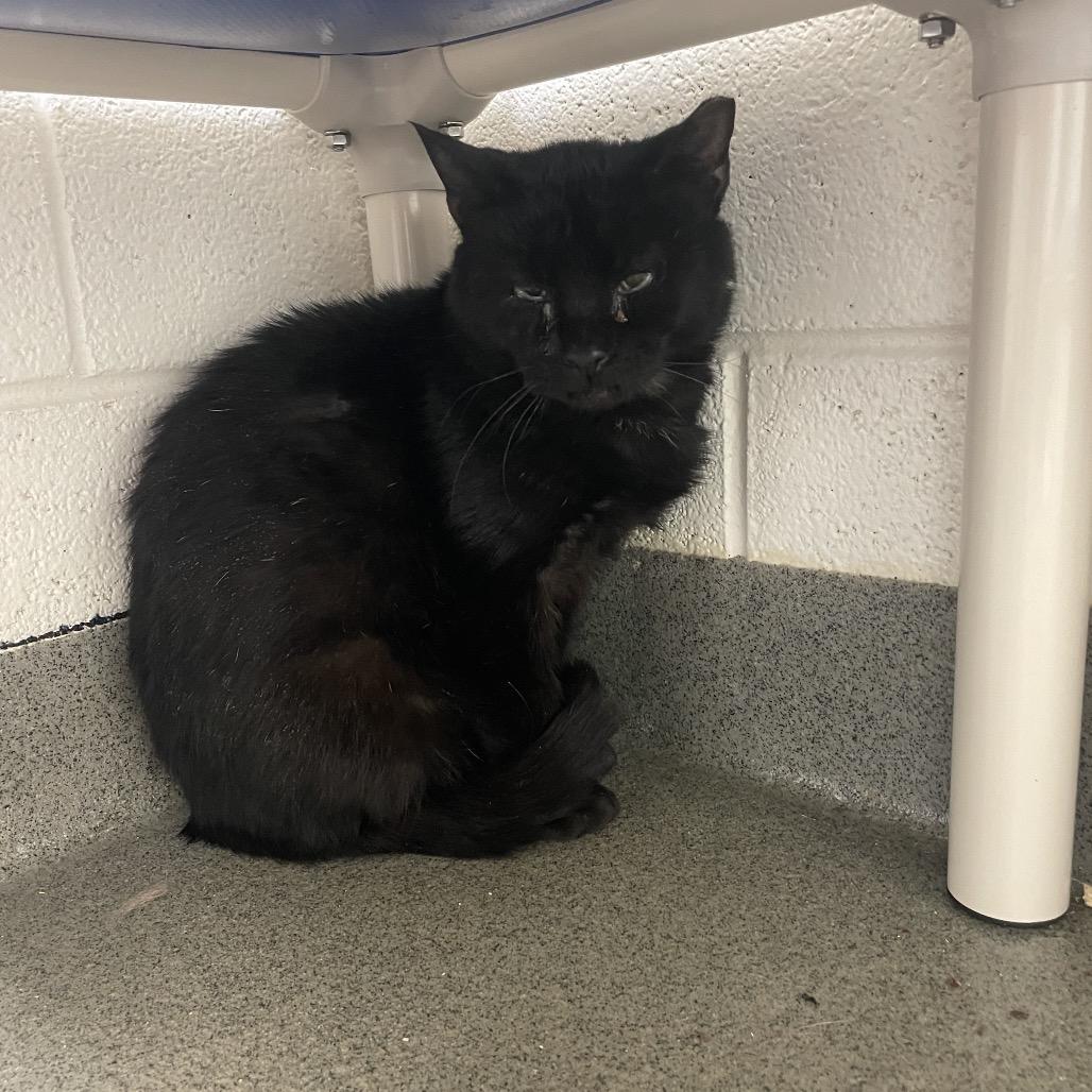 Scrapyard, a Adoptable Domestic Short Hair in Rocky Mount, VA image 3/3