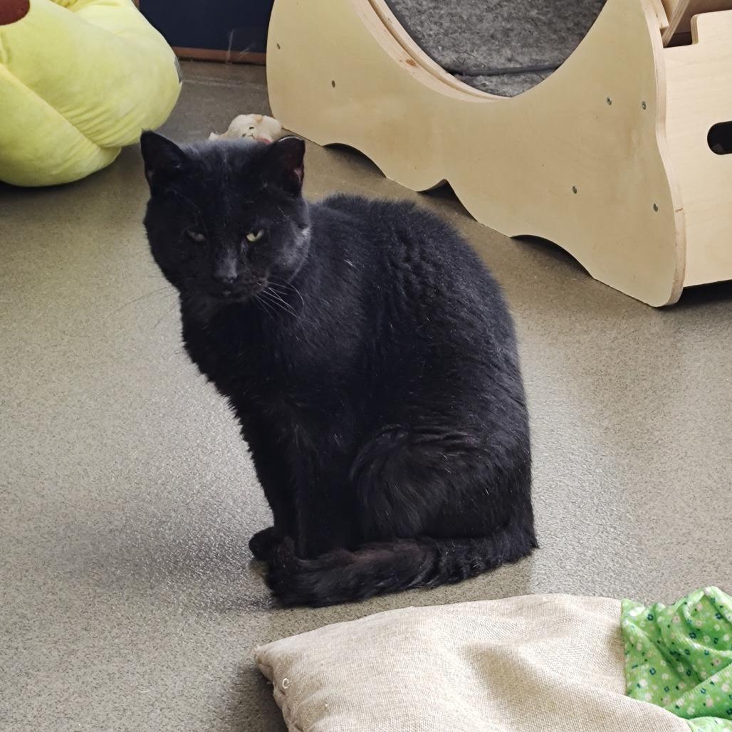 Enlarge Scrapyard, a Adoptable Domestic Short Hair in Rocky Mount, VA image 4/4