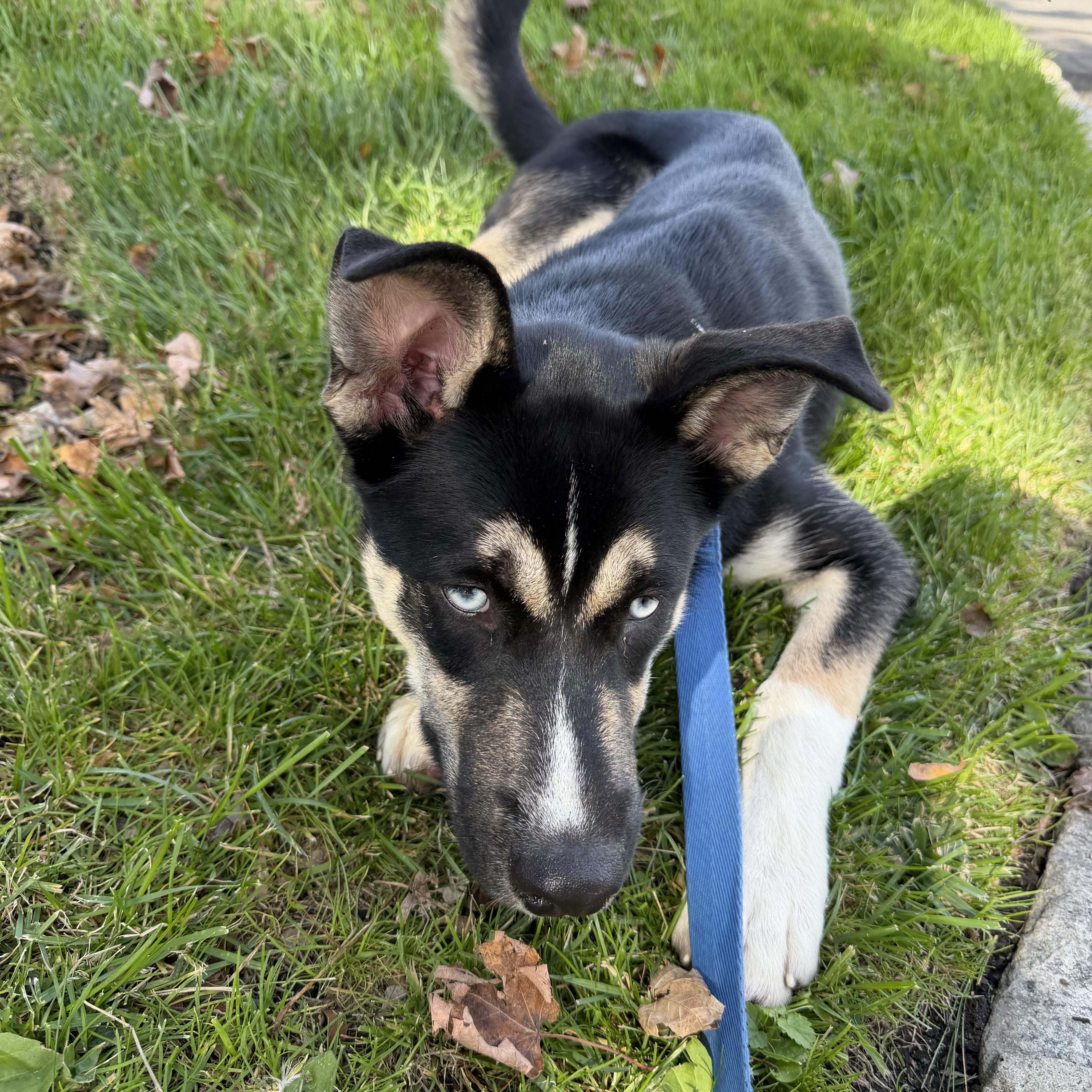 Enlarge Frankie, a Adoptable mixed breed in Warren, NJ image 4/4