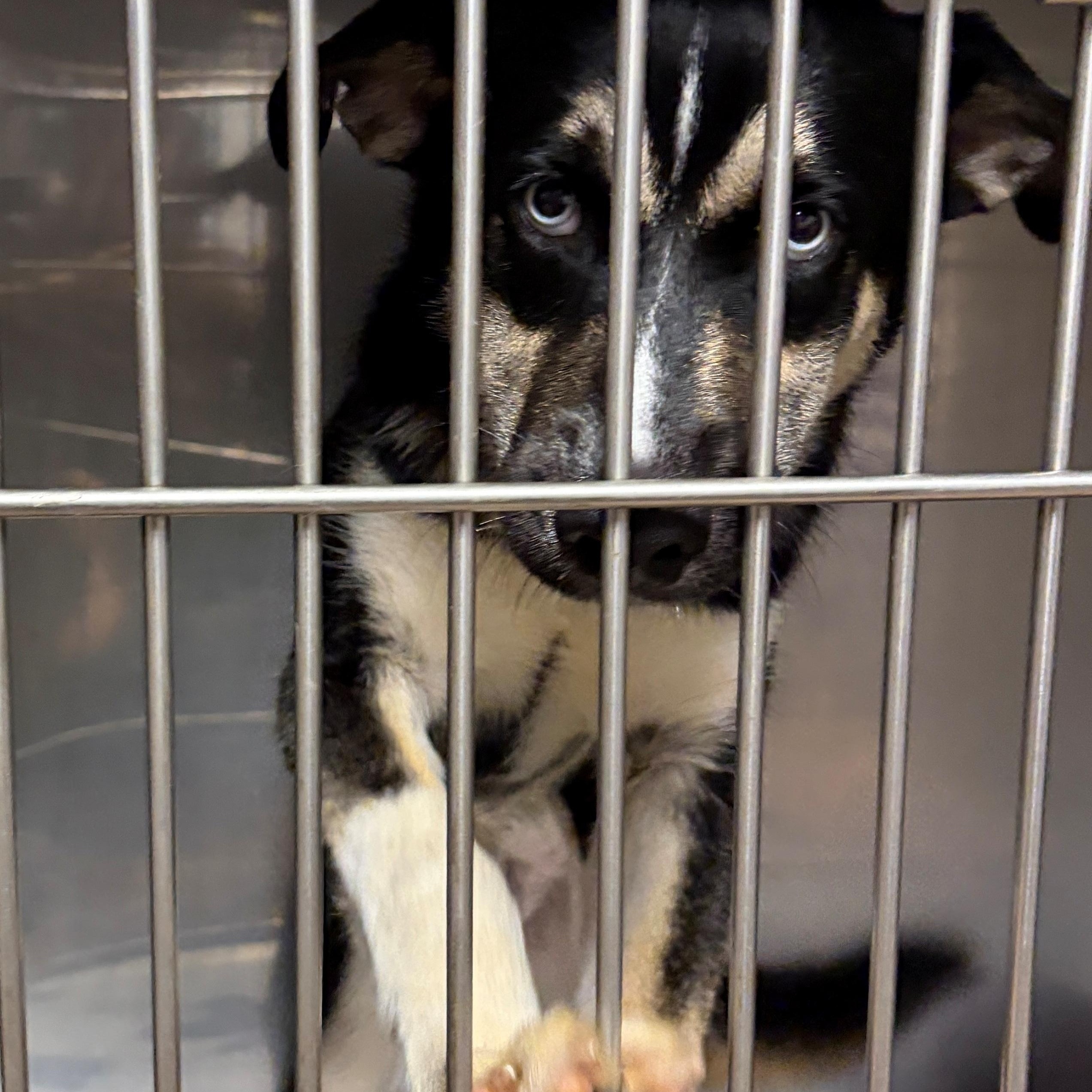Enlarge Frankie, a Adoptable mixed breed in Warren, NJ image 2/4