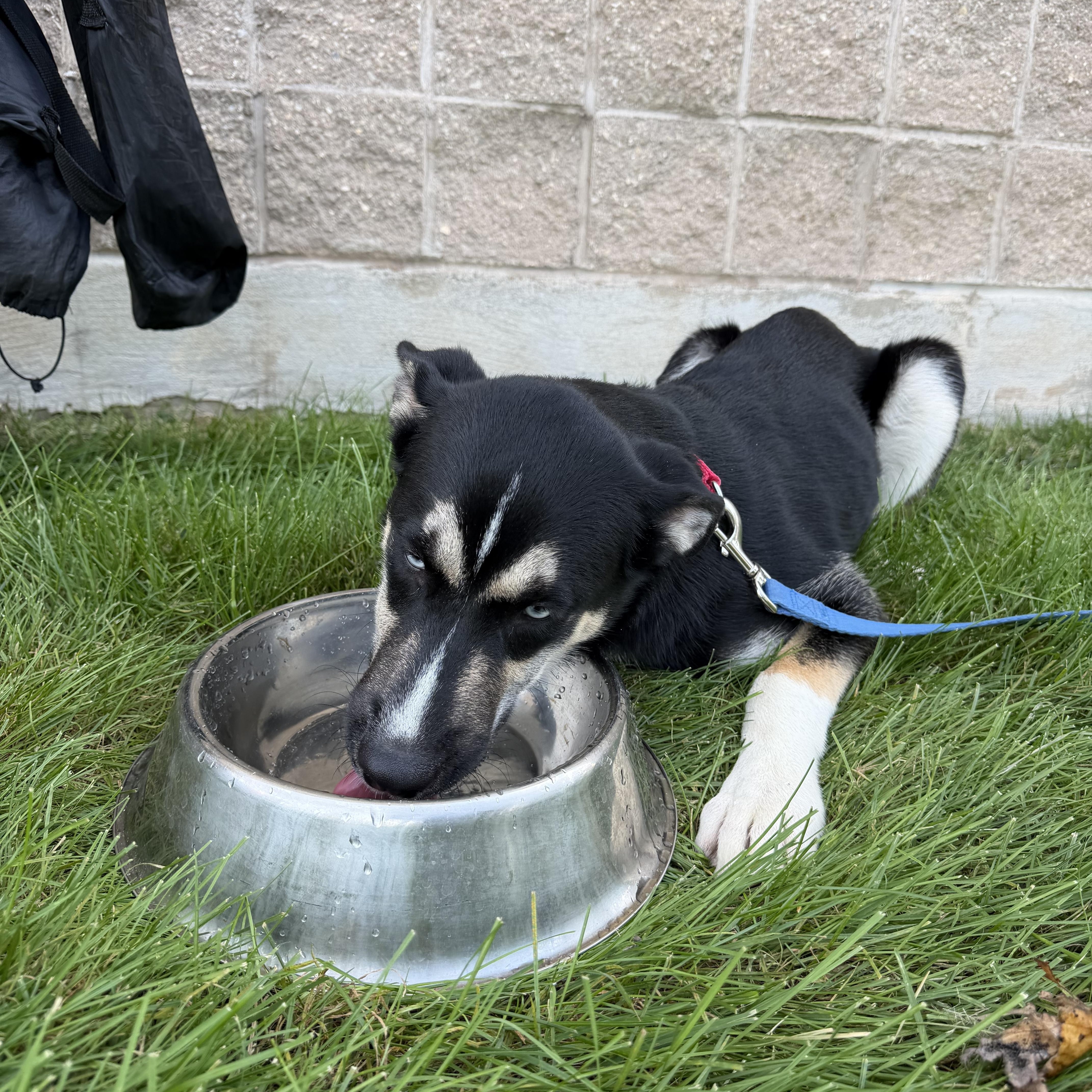 Enlarge Frankie, a Adoptable mixed breed in Warren, NJ image 3/4