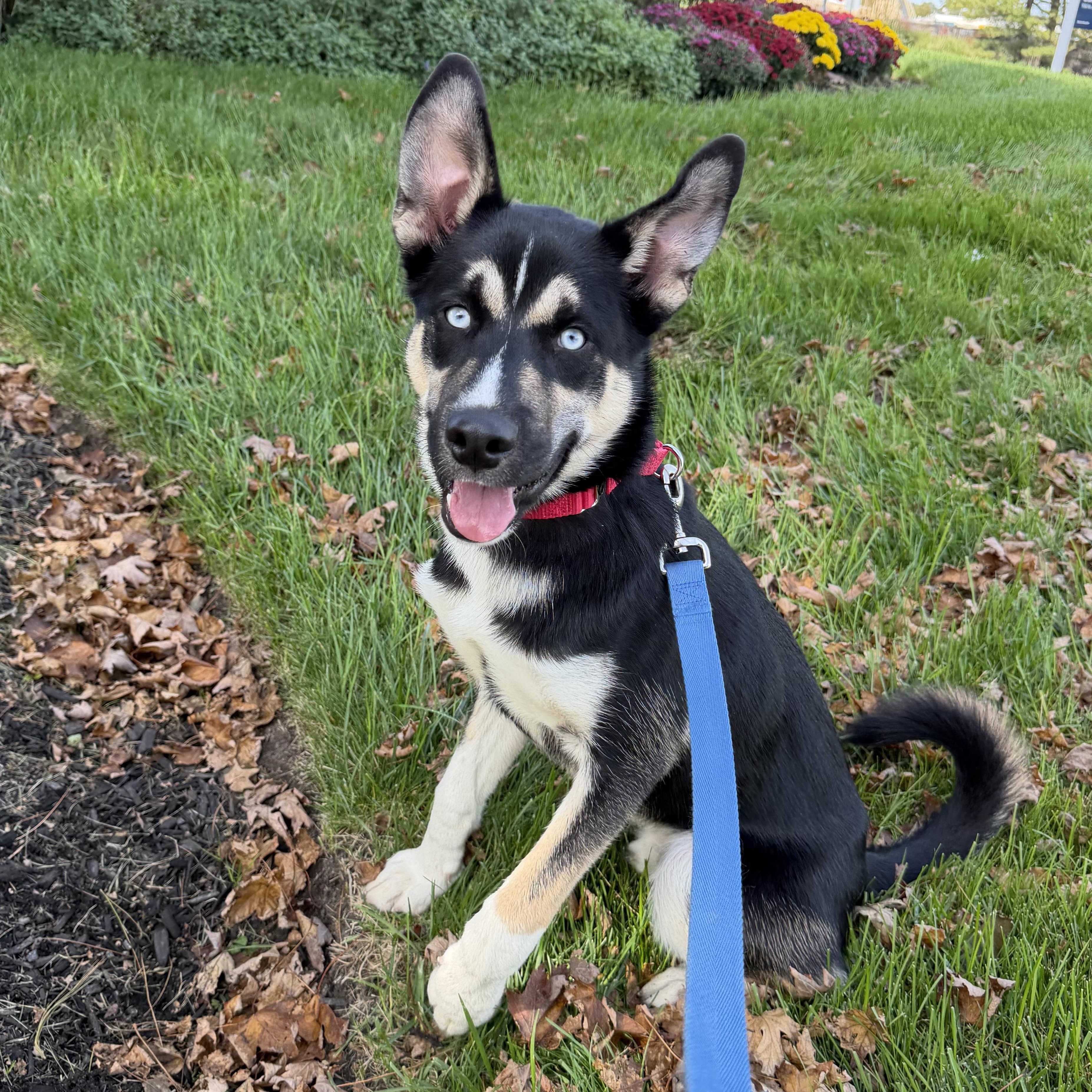 Enlarge Frankie, a Adoptable mixed breed in Warren, NJ image 1/4
