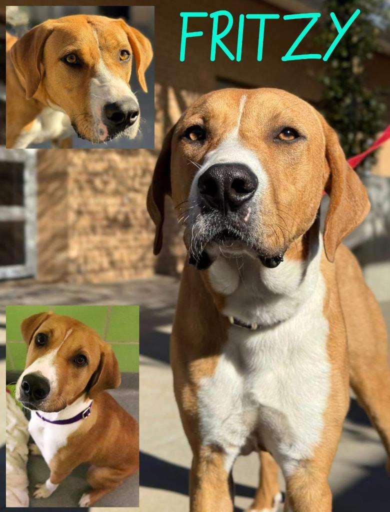 Fritzy, Adoptable, Young Male Retriever & Mixed Breed.