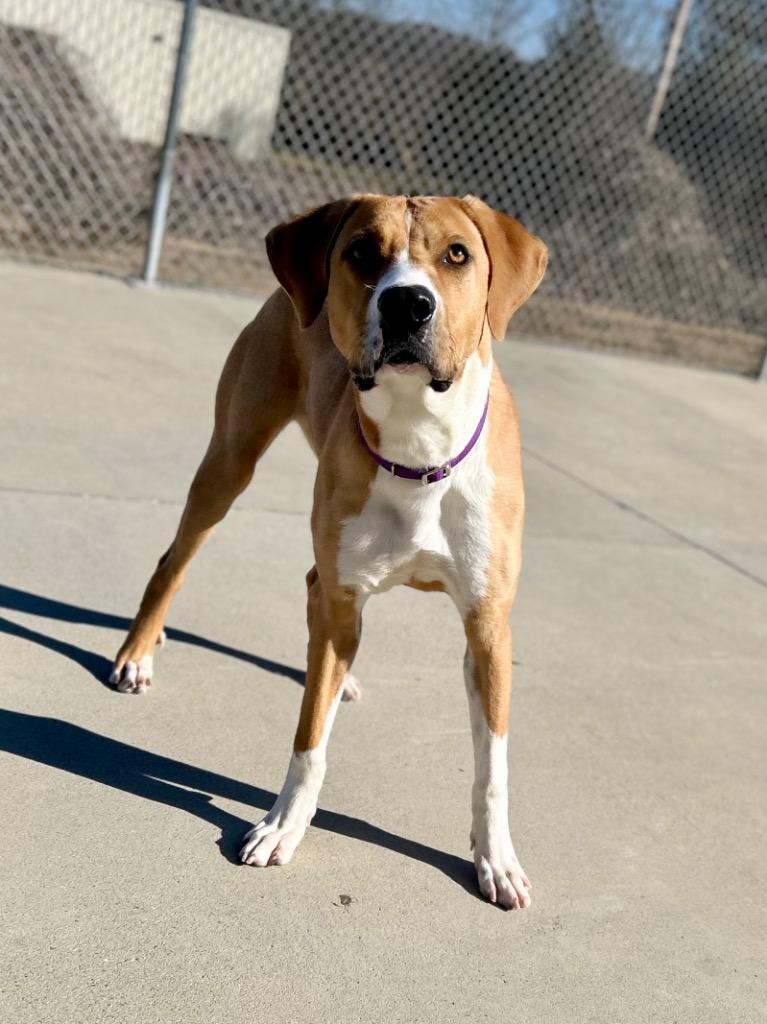Enlarge Fritzy, a Adoptable mixed breed in Blountville, TN image 2/6