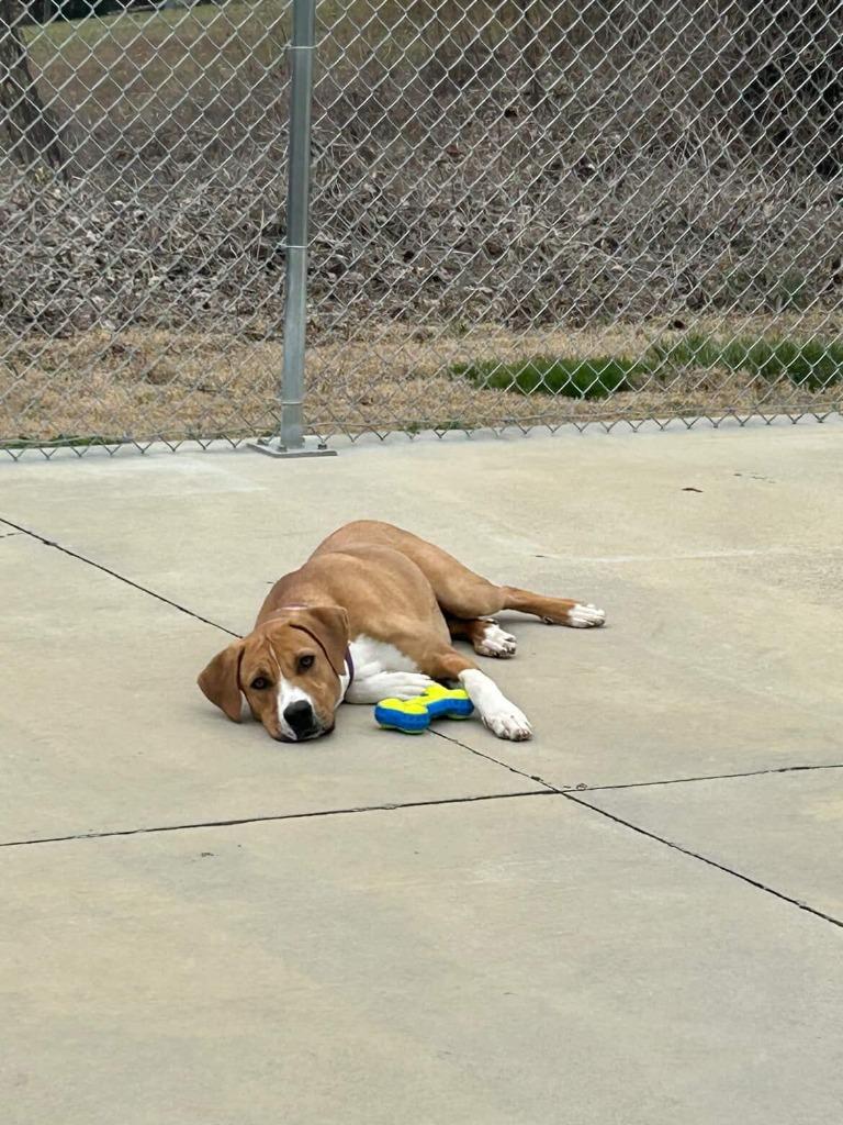 Enlarge Fritzy, a Adoptable mixed breed in Blountville, TN image 3/6
