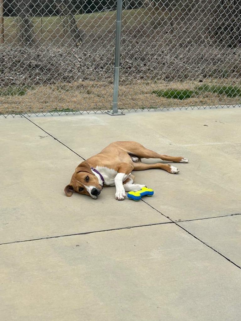 Enlarge Fritzy, a Adoptable mixed breed in Blountville, TN image 4/6