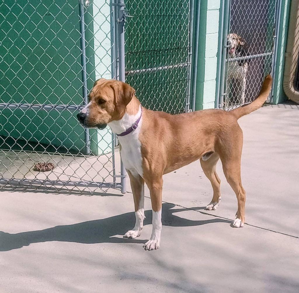 Enlarge Fritzy, a Adoptable mixed breed in Blountville, TN image 5/6