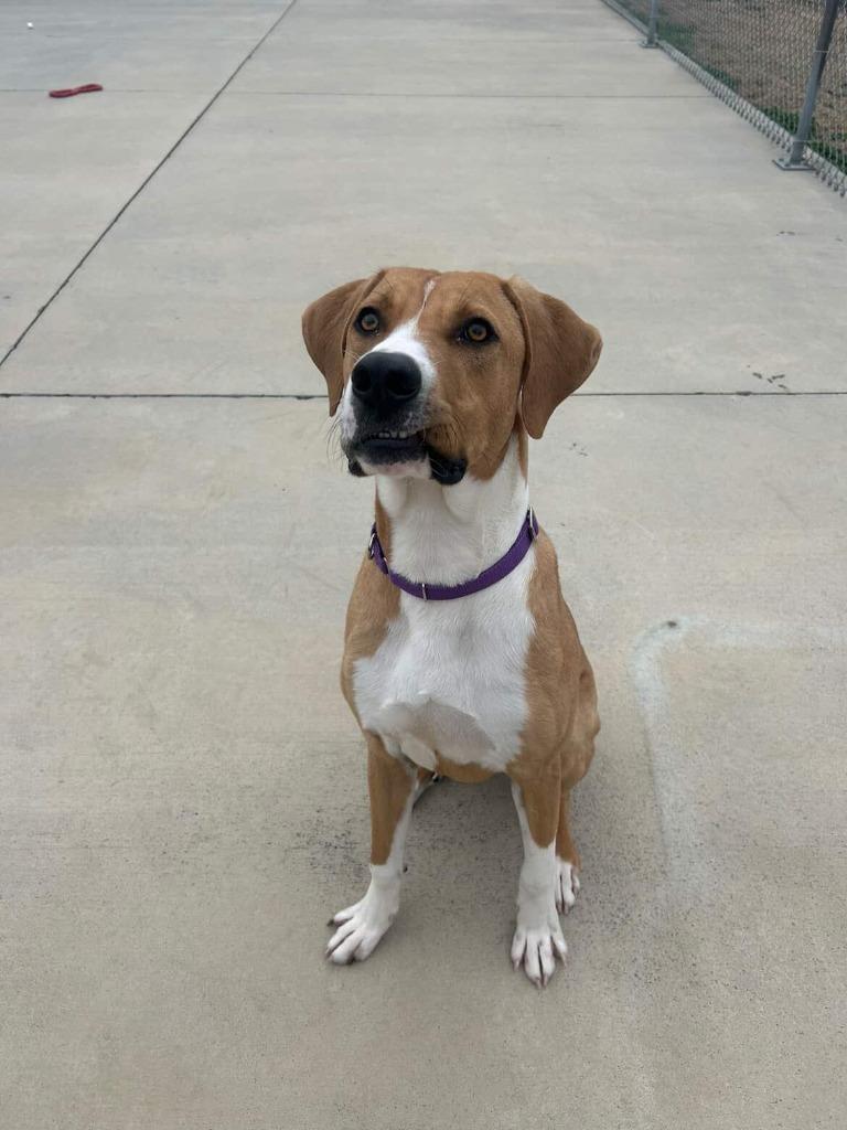 Enlarge Fritzy, a Adoptable mixed breed in Blountville, TN image 6/6
