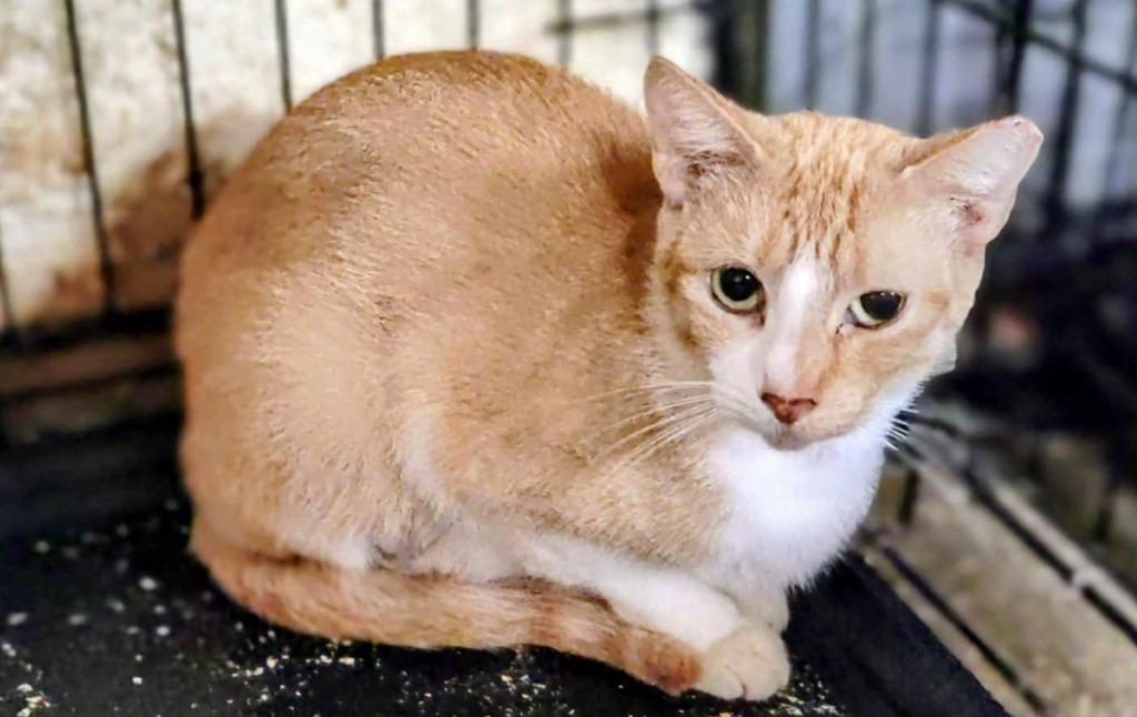 Sandi, Adoptable, Young Female Domestic Short Hair.