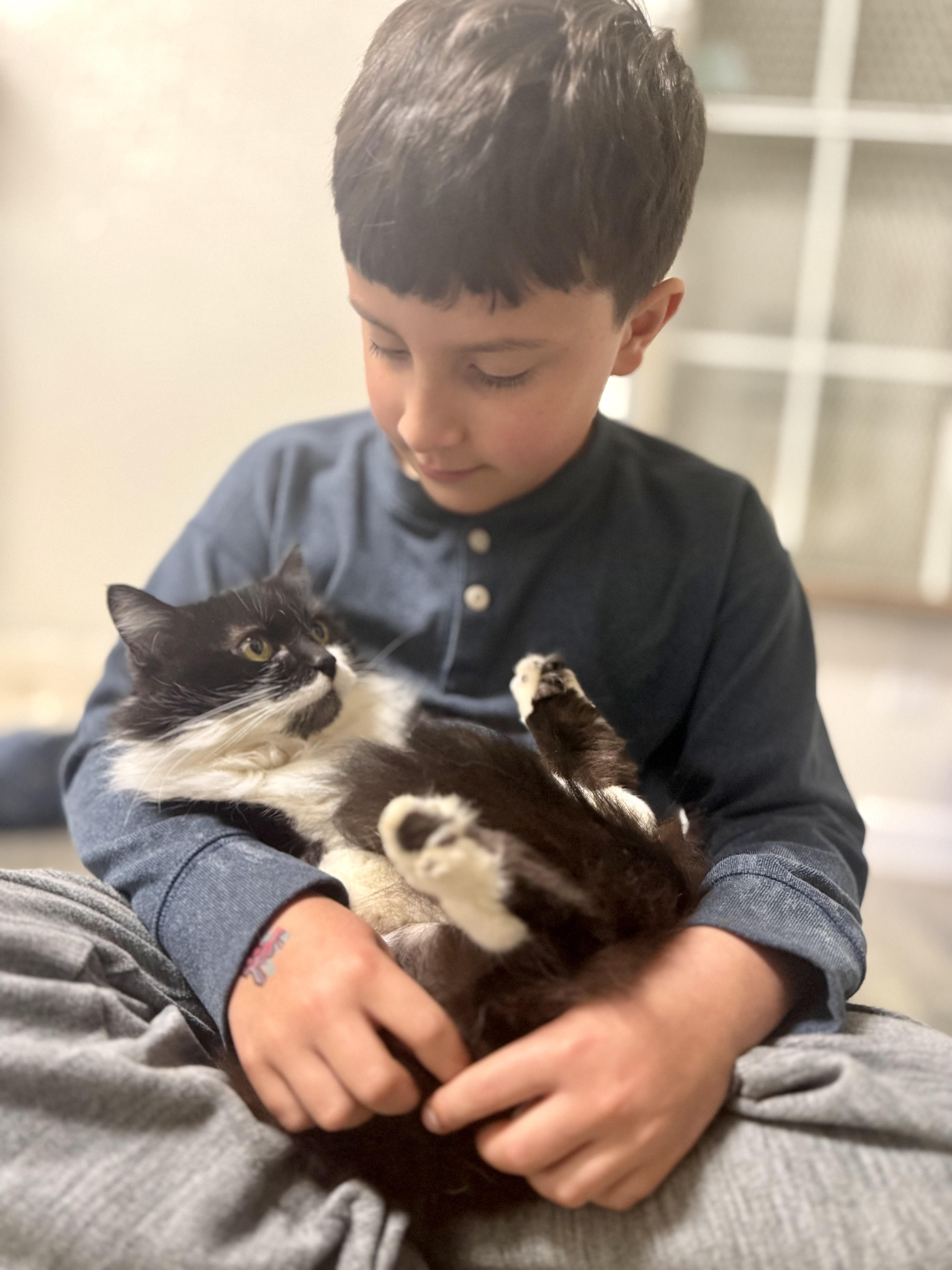 Enlarge Americus, a ADOPTABLE Domestic Long Hair in Crescent City, CA image 6/6