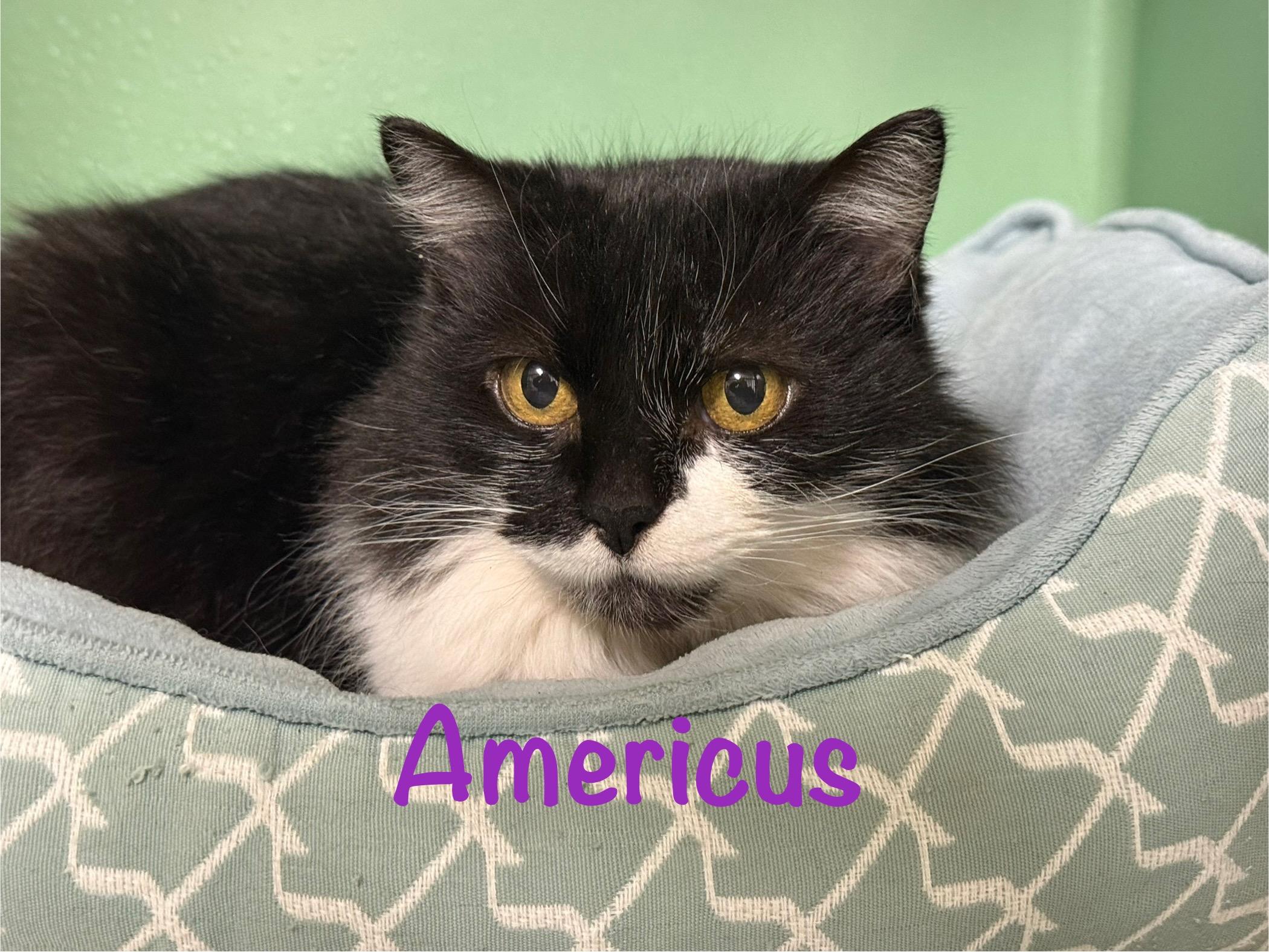 Enlarge Americus, a ADOPTABLE Domestic Long Hair in Crescent City, CA image 1/6