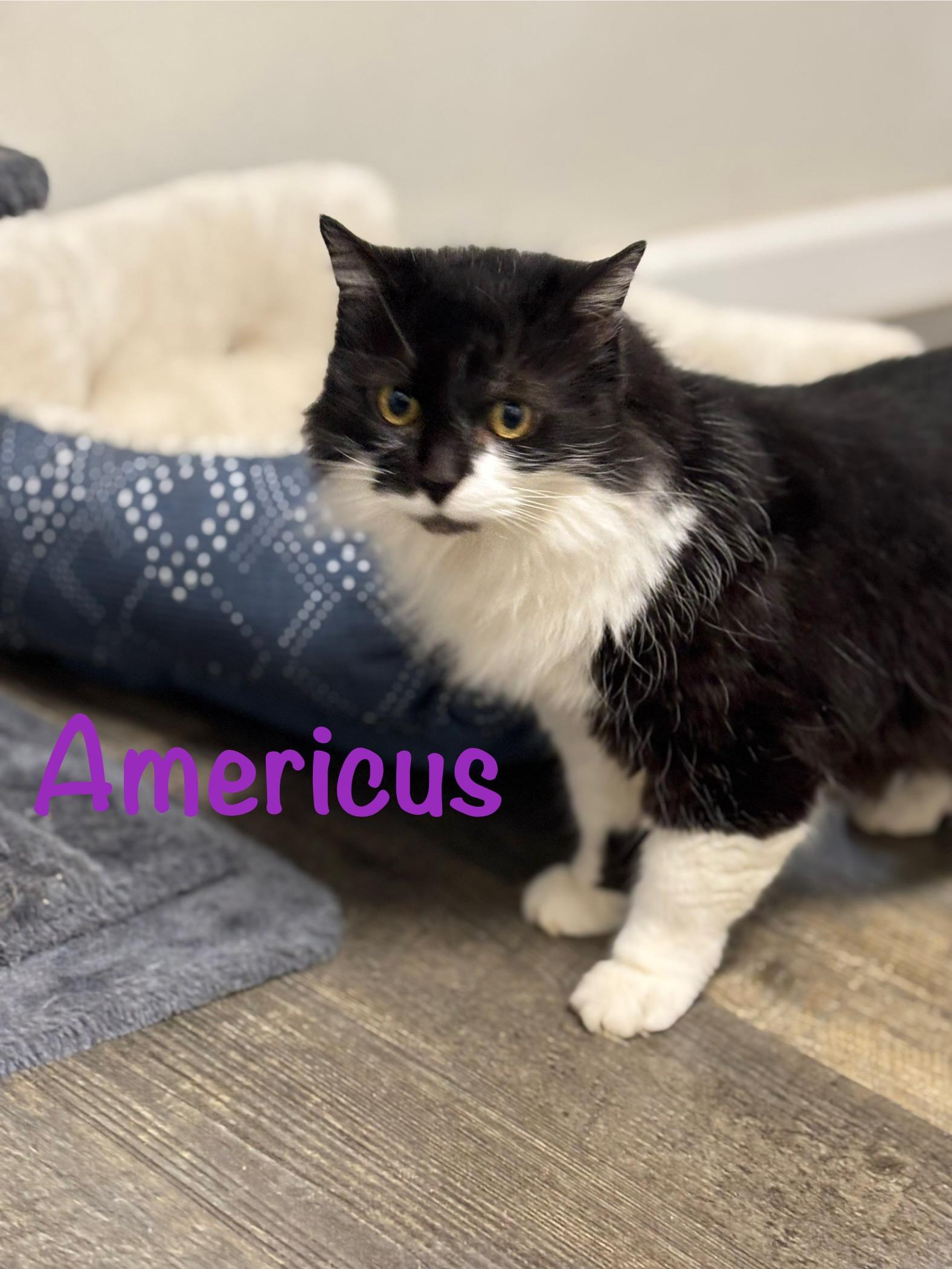 Enlarge Americus, a ADOPTABLE Domestic Long Hair in Crescent City, CA image 2/6