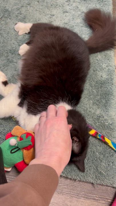 Enlarge Americus, a ADOPTABLE Domestic Long Hair in Crescent City, CA video 3/6