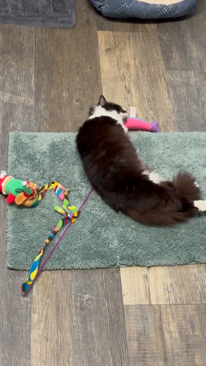 Enlarge Americus, a ADOPTABLE Domestic Long Hair in Crescent City, CA video 4/6