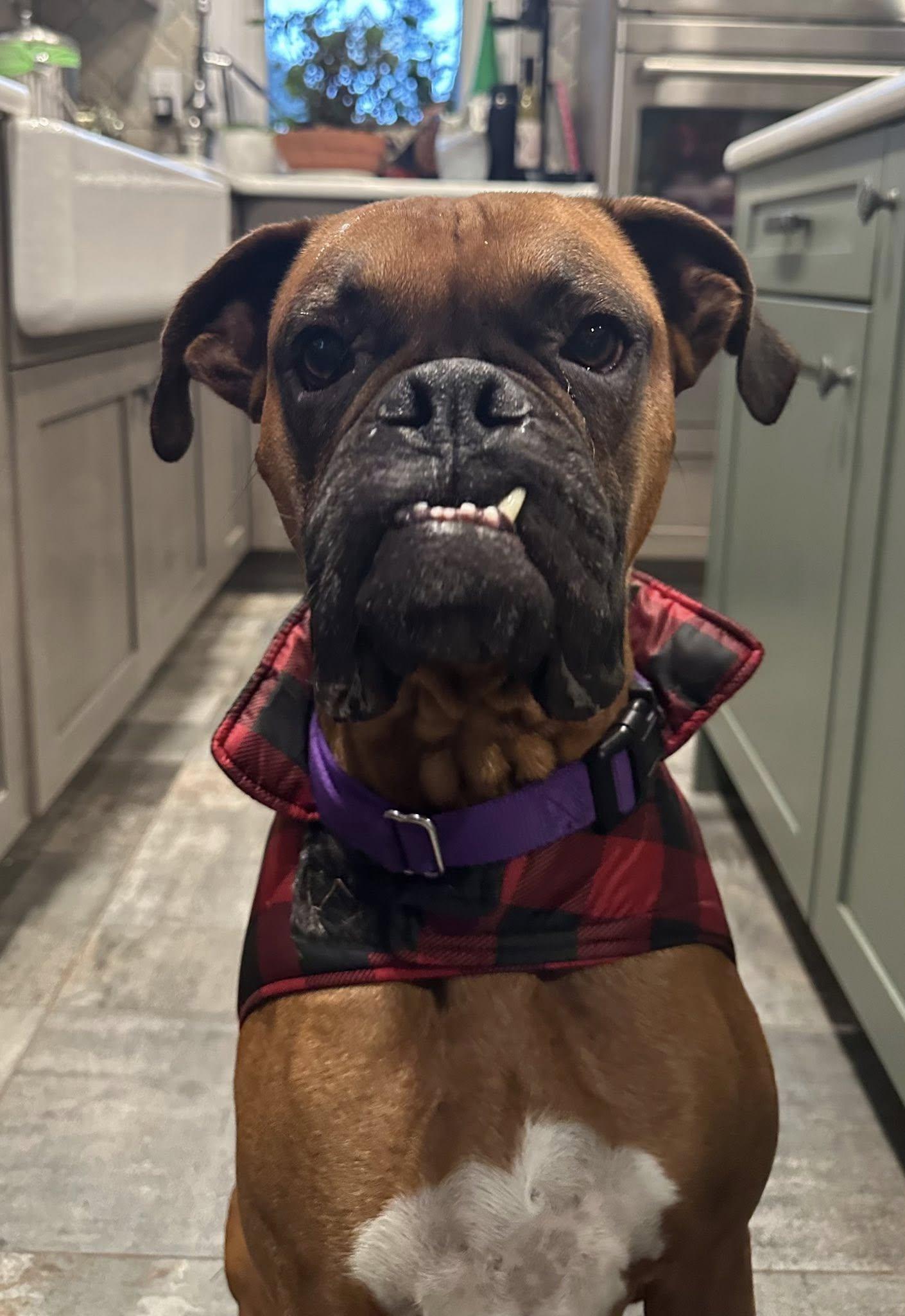 Enlarge Canelo 2025-1, a Adoptable Boxer in McMinnville, OR image 1/3