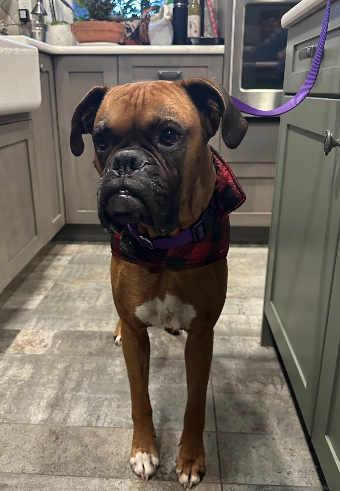 Enlarge Canelo 2025-1, a Adoptable Boxer in McMinnville, OR image 2/3