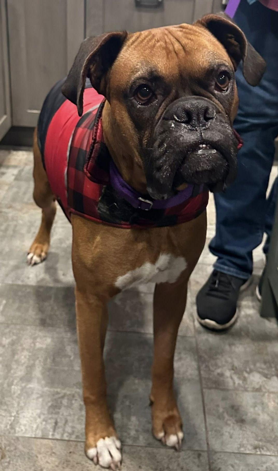 Enlarge Canelo 2025-1, a Adoptable Boxer in McMinnville, OR image 3/3