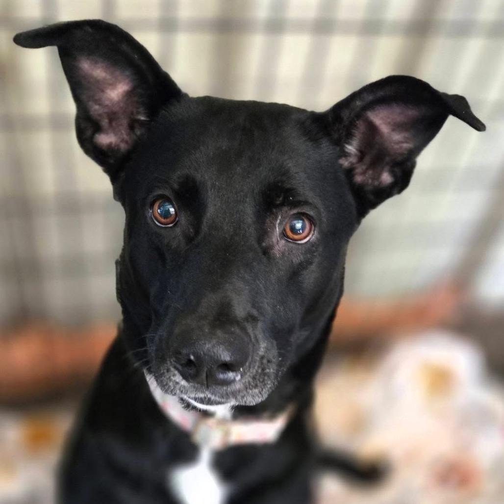 Zoi, Adoptable, Adult Female Black Labrador Retriever & Shepherd.