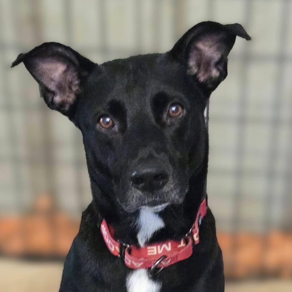 Enlarge Zoi, a Adoptable mixed breed in Sarasota, FL image 2/6