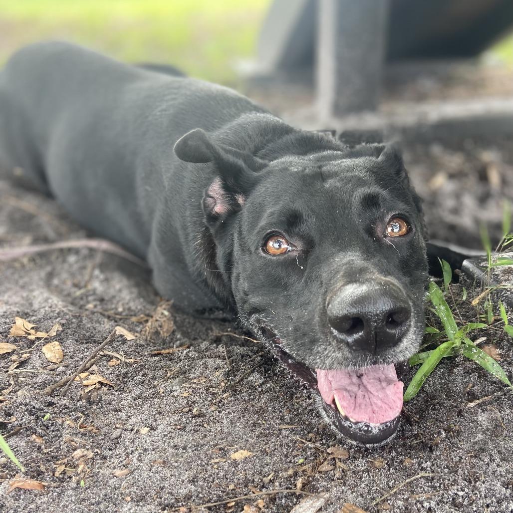 Enlarge Zoi, a Adoptable mixed breed in Sarasota, FL image 3/6