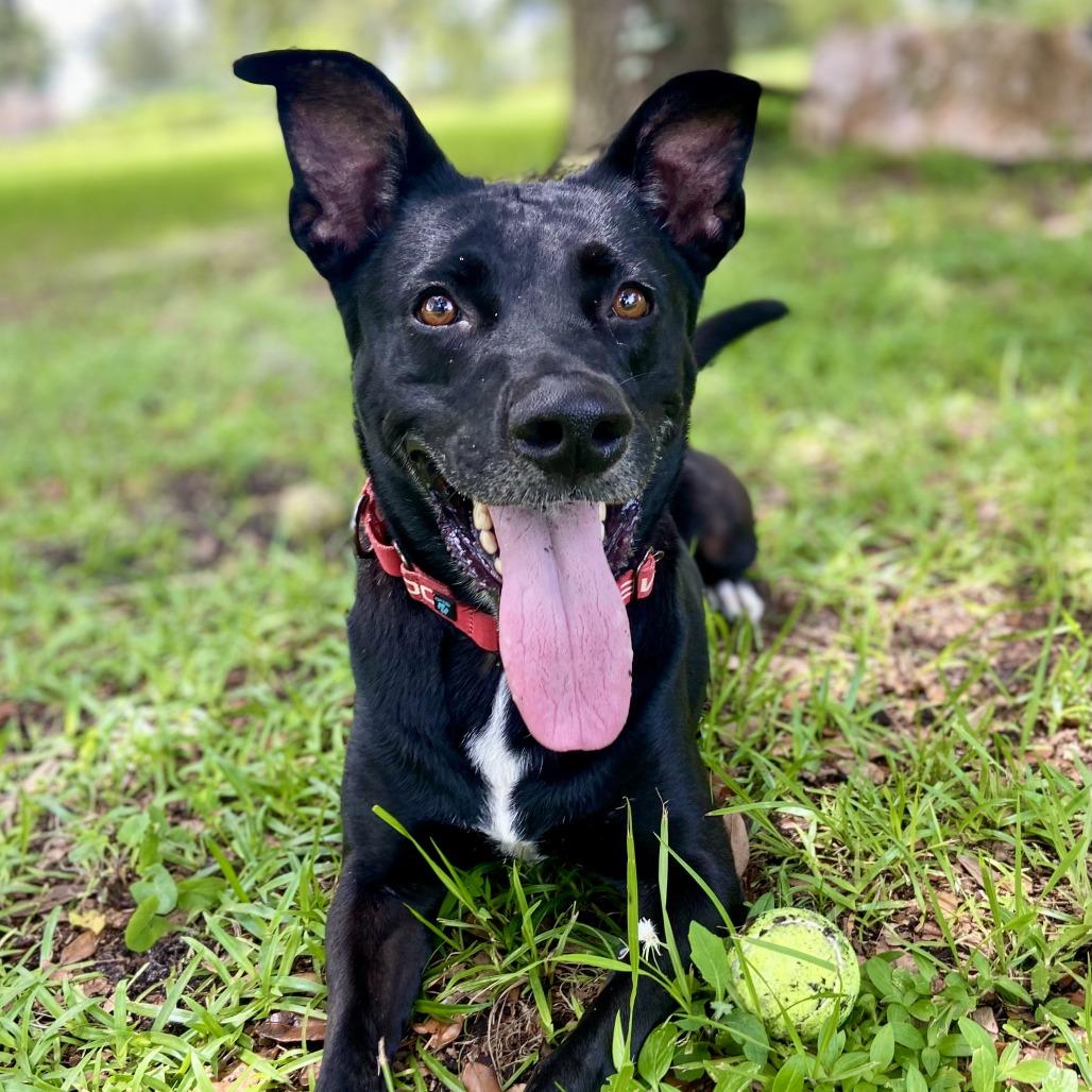 Enlarge Zoi, a Adoptable mixed breed in Sarasota, FL image 4/6