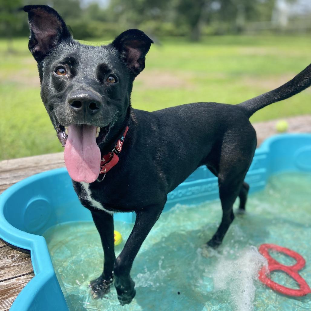 Enlarge Zoi, a Adoptable mixed breed in Sarasota, FL image 5/6