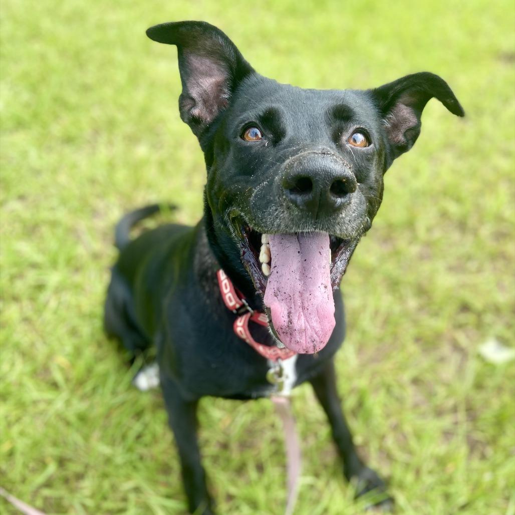 Enlarge Zoi, a Adoptable mixed breed in Sarasota, FL image 6/6