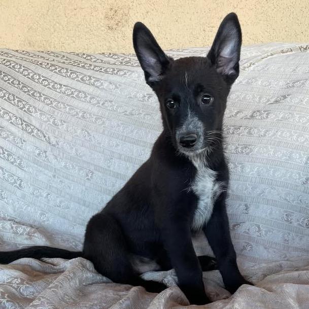 Jake, Adoptable, Puppy Male Australian Cattle Dog / Blue Heeler & German Shepherd Dog.