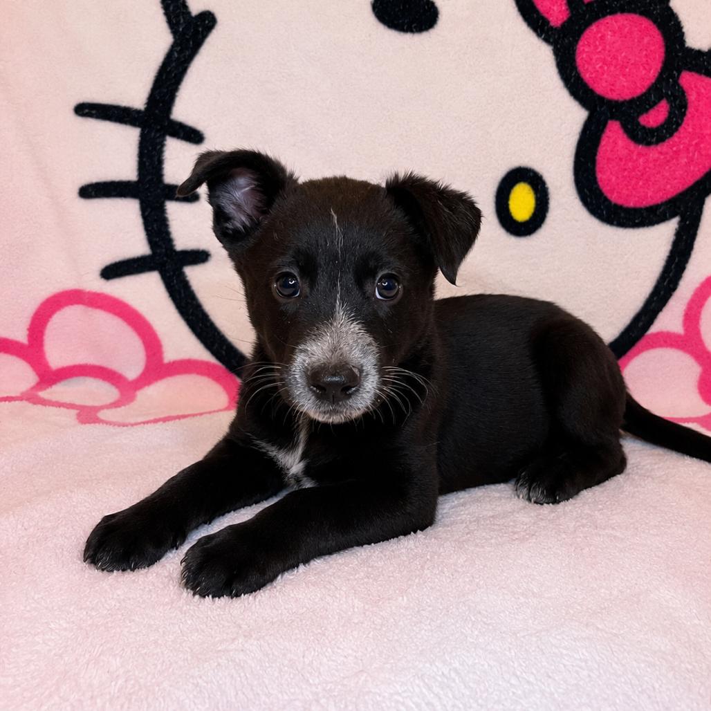 Max, Adoptable, Puppy Male Australian Cattle Dog / Blue Heeler & German Shepherd Dog.
