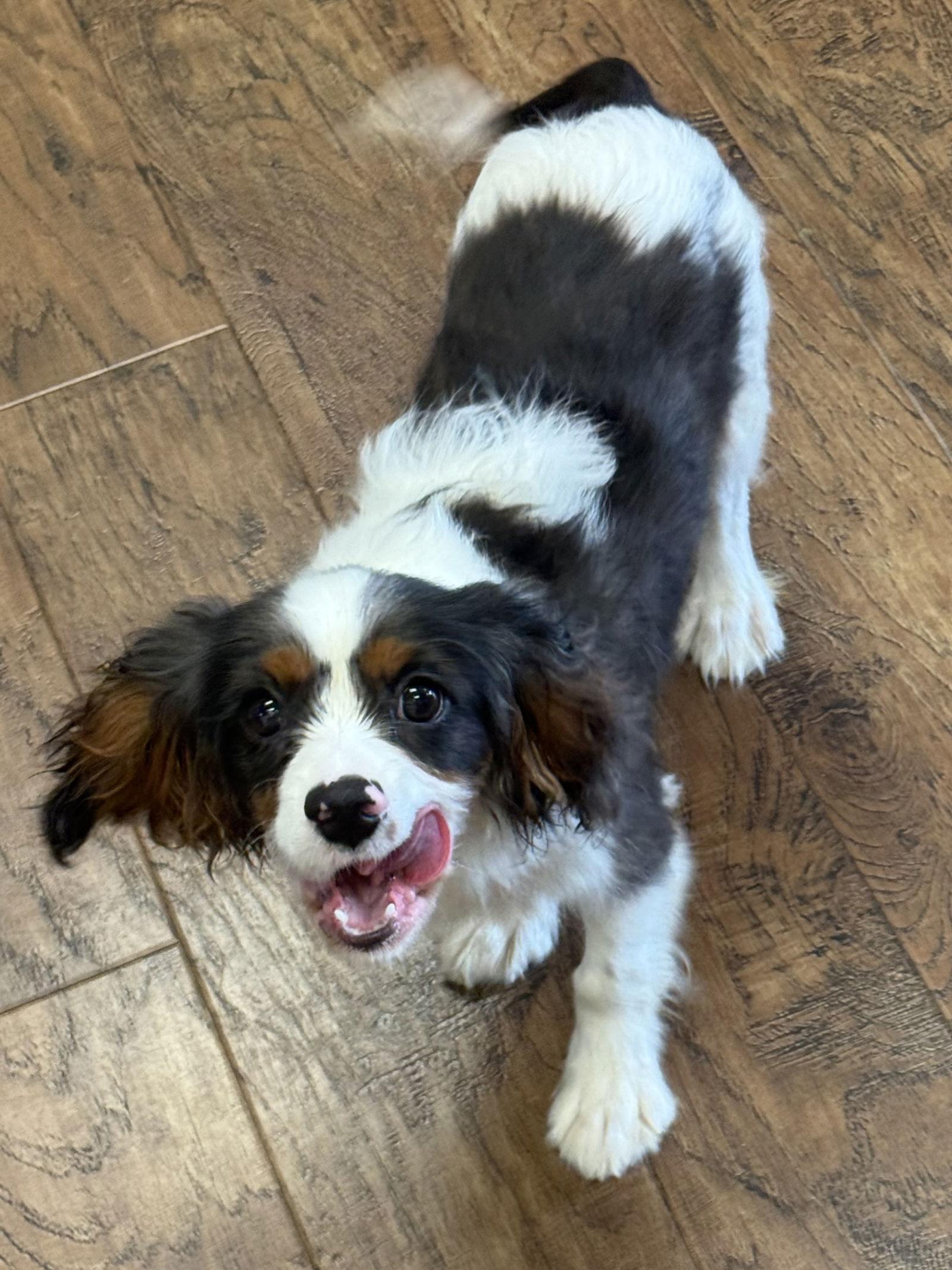 Enlarge Turner, a Adopted Cavalier King Charles Spaniel image 1/1