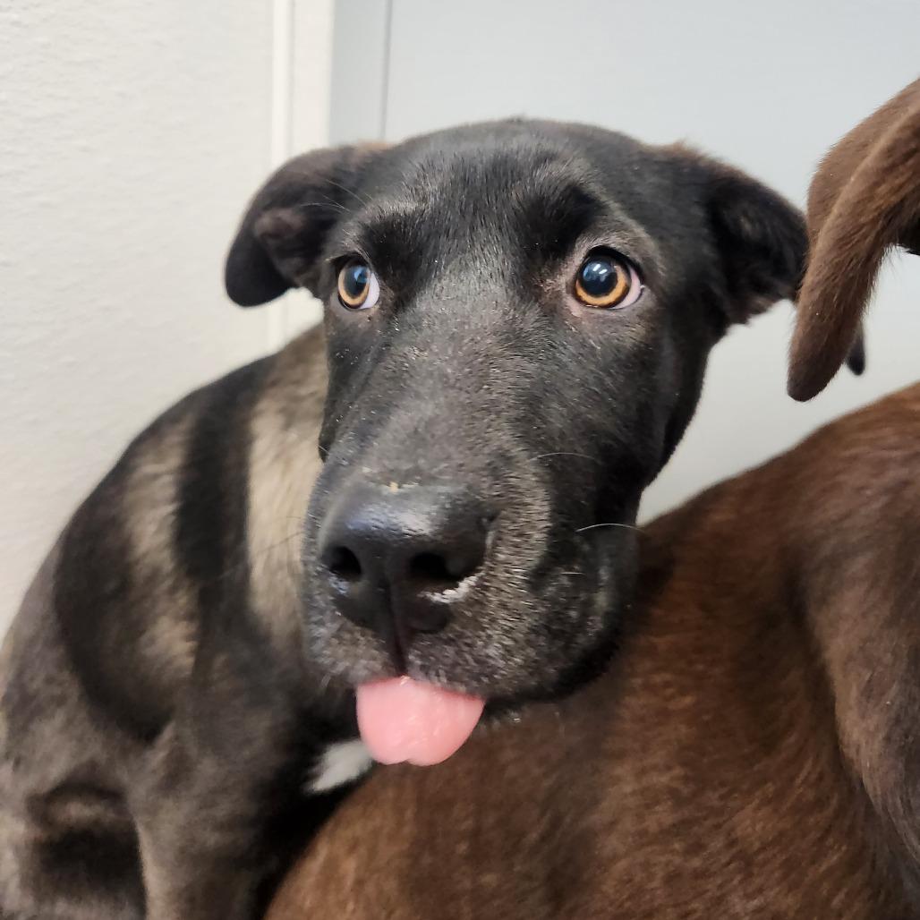 Enlarge Ember, a Adoptable mixed breed in North Battleford, SK image 1/6