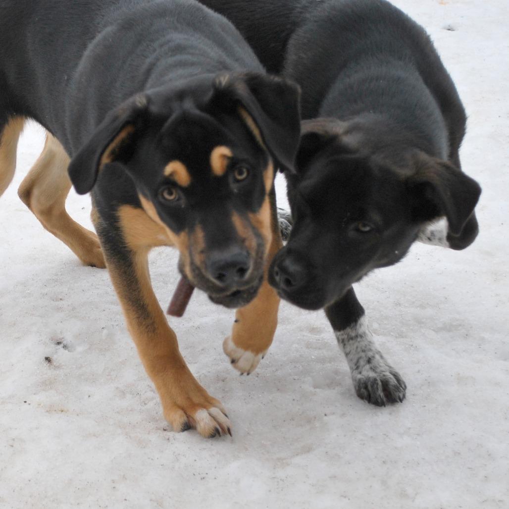 Ember, Adoptable, Young Female Shepherd & Mixed Breed.