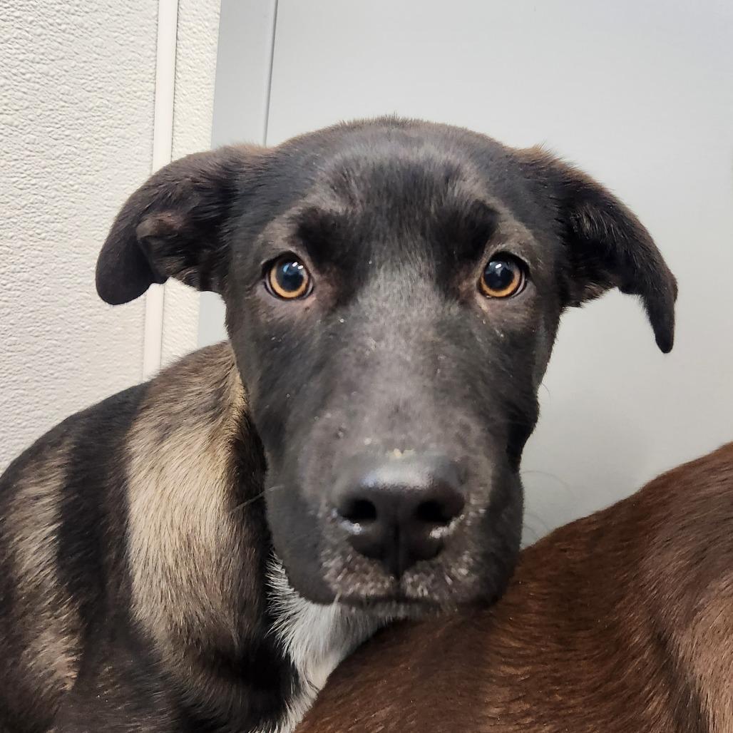 Enlarge Ember, a Adoptable mixed breed in North Battleford, SK image 2/6