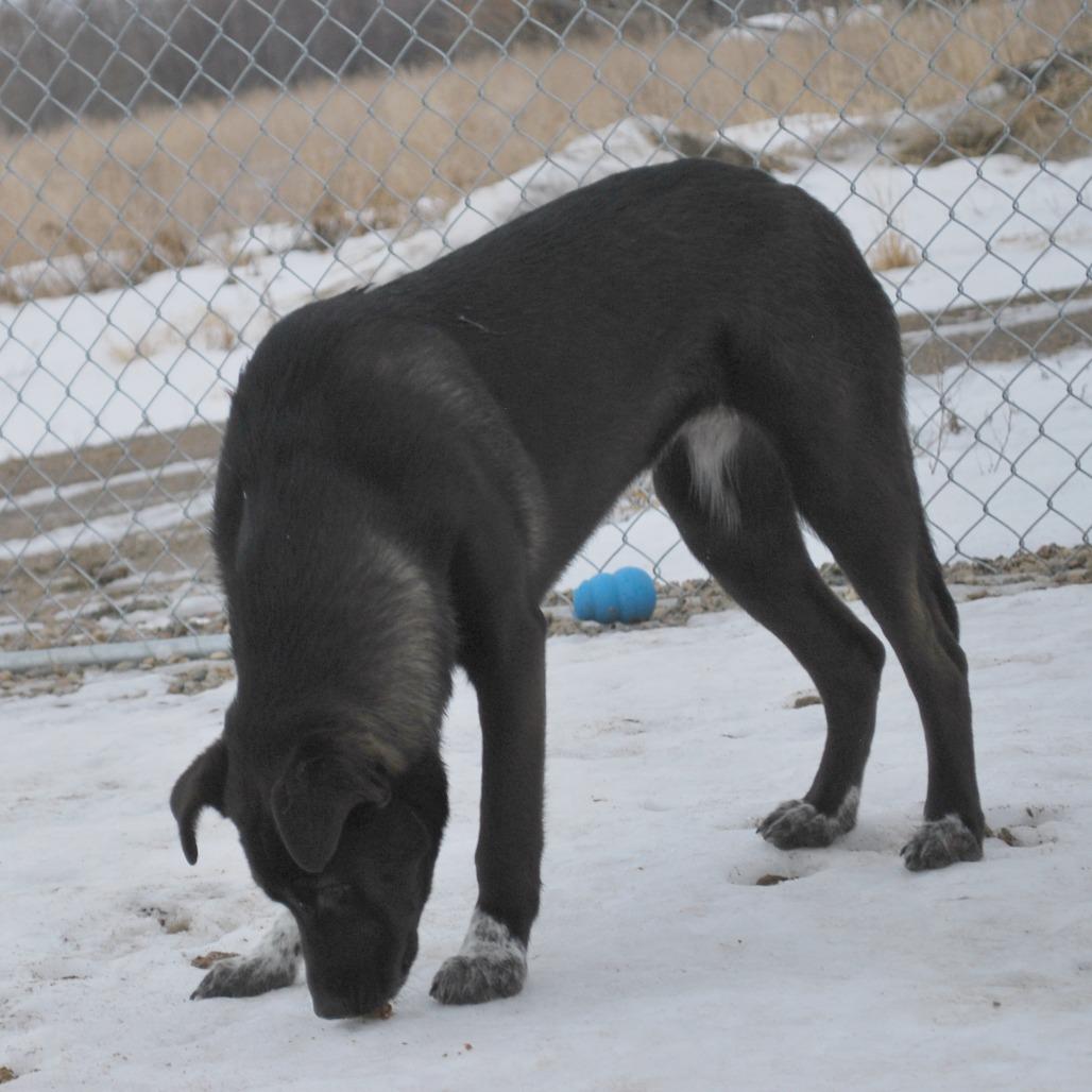 Enlarge Ember, a Adoptable mixed breed in North Battleford, SK image 3/6