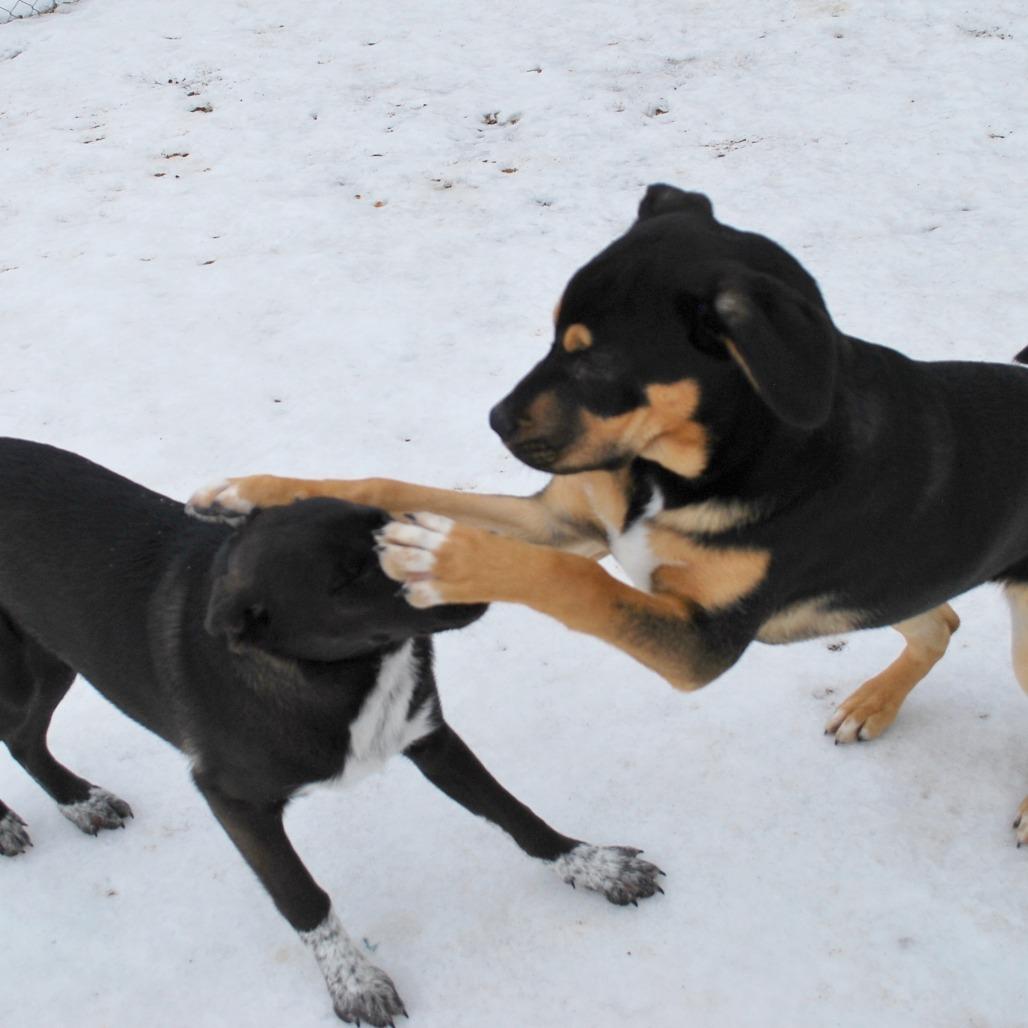 Ember, a Adoptable mixed breed in North Battleford, SK image 2/6
