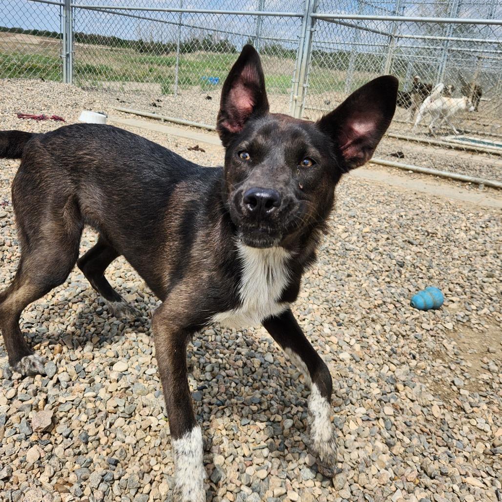 Ember, Adoptable, Young Female Shepherd & Mixed Breed.
