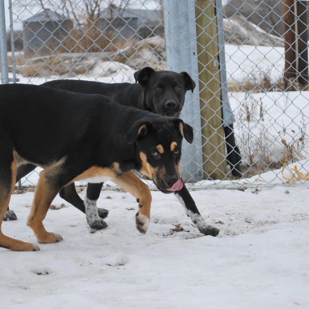 Ember, a Adoptable mixed breed in North Battleford, SK image 3/6