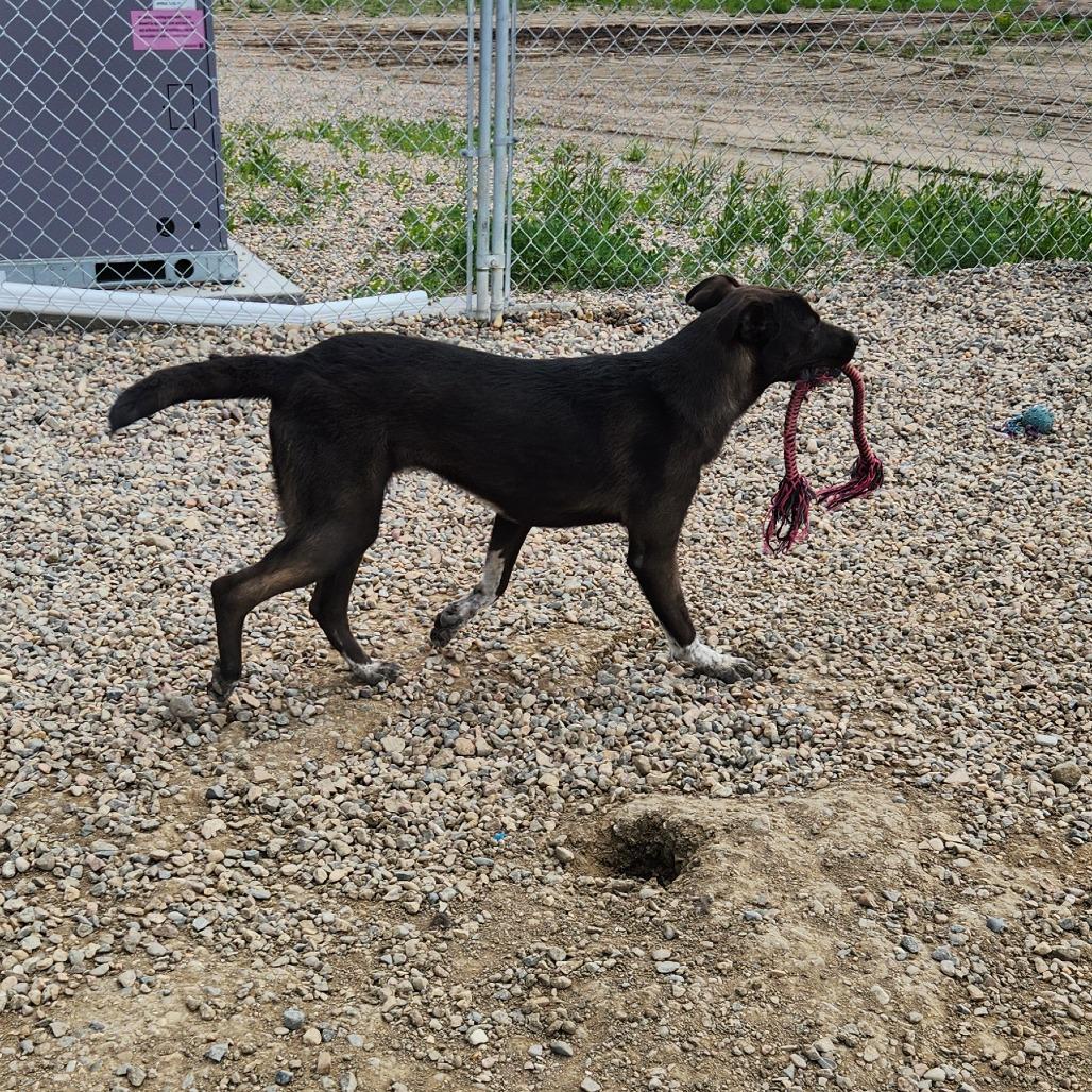 Ember, a Adoptable mixed breed in North Battleford, SK image 2/6