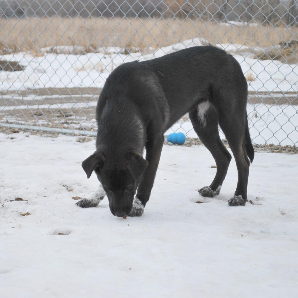 Enlarge Ember, a Adoptable mixed breed in North Battleford, SK image 4/6