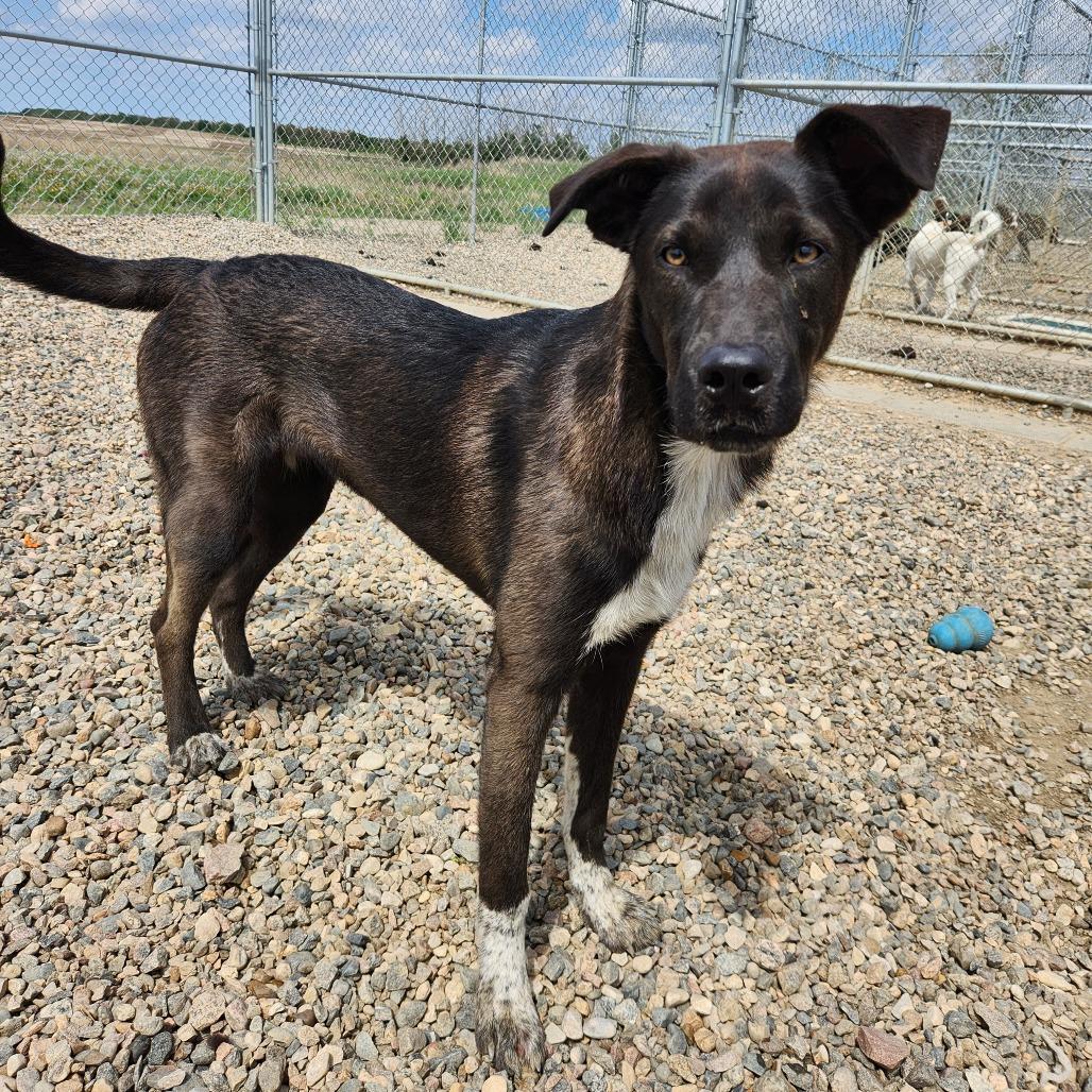 Ember, a Adoptable mixed breed in North Battleford, SK image 3/6