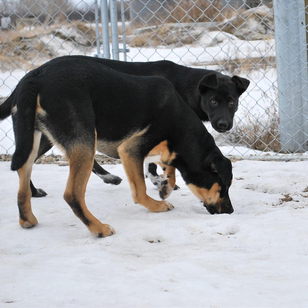 Ember, a Adoptable mixed breed in North Battleford, SK image 6/6