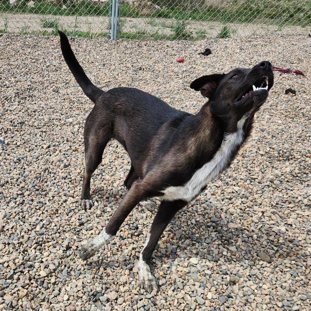 Ember, a Adoptable mixed breed in North Battleford, SK image 4/6